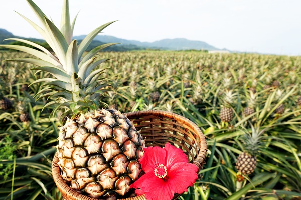 沖縄 石垣島からお届けするパイナップル 島野菜の通信販売 有限会社平安名 へんなパイン パイナップル